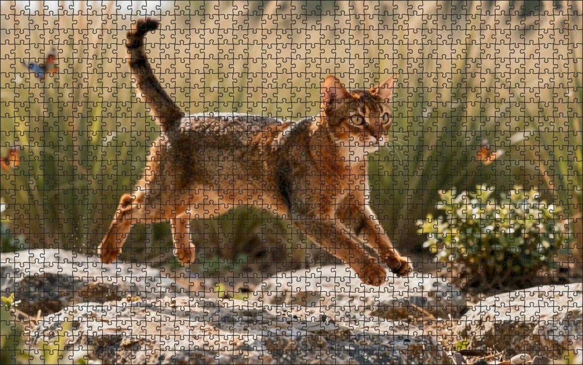 Fotopuzzel Abessijn kat in de savanne | Liggend - Stukjes Geluk