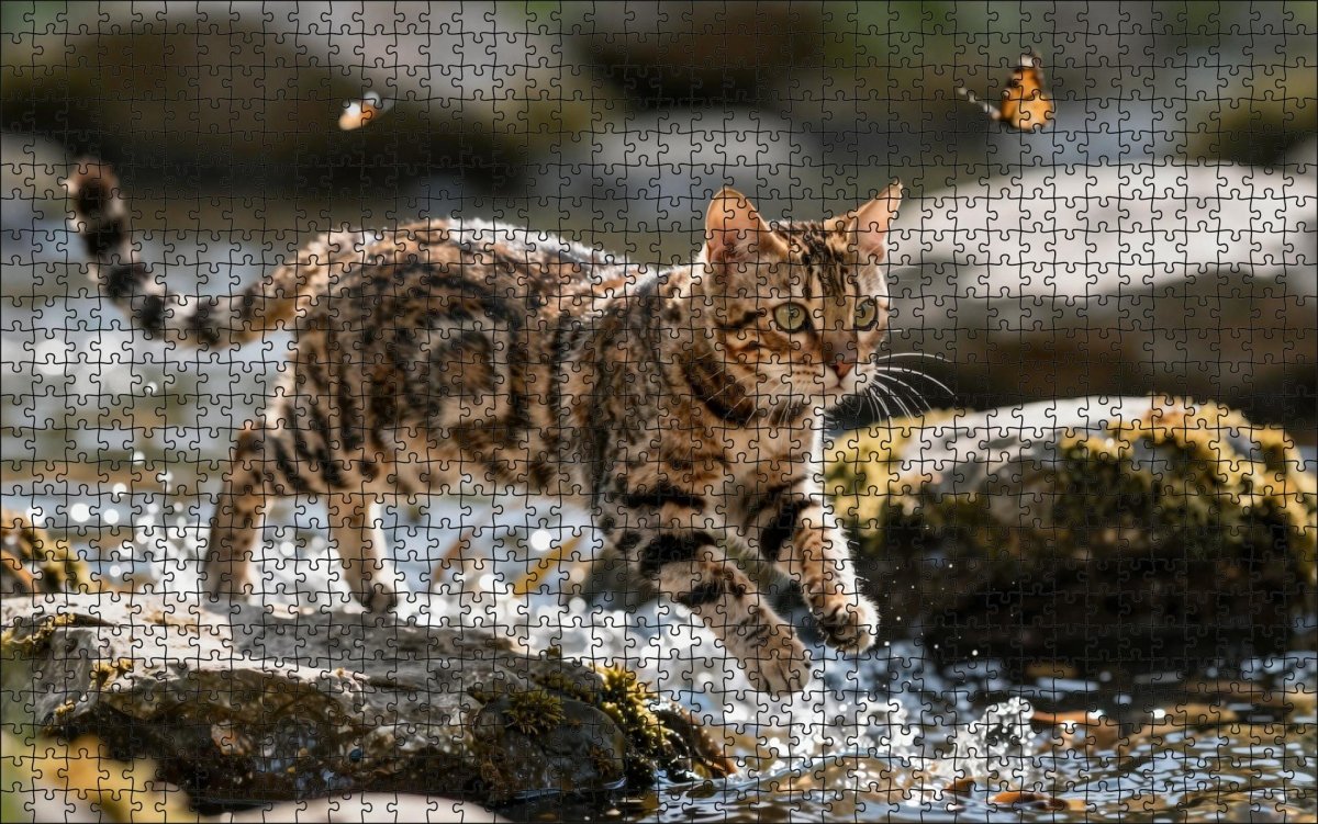 Fotopuzzel Bengaalse kat in het water | Liggend - Stukjes Geluk