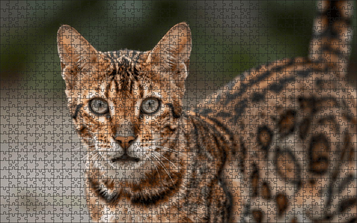 Fotopuzzel Bengaalse kat | Portretfoto | Liggend - Stukjes Geluk