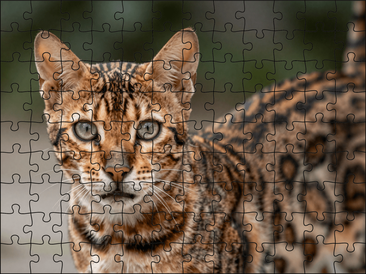 Fotopuzzel Bengaalse kat | Portretfoto | Liggend - Stukjes Geluk