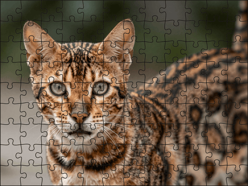 Fotopuzzel Bengaalse kat | Portretfoto | Liggend - Stukjes Geluk