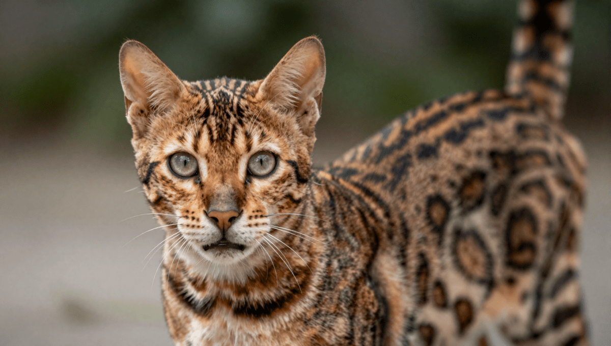 Fotopuzzel Bengaalse kat | Portretfoto | Liggend - Stukjes Geluk