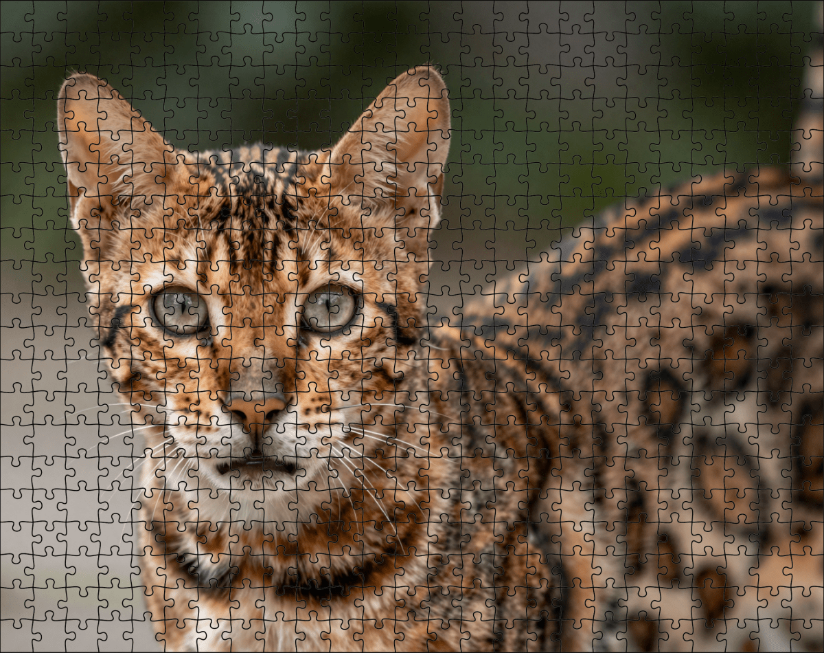 Fotopuzzel Bengaalse kat | Portretfoto | Liggend - Stukjes Geluk