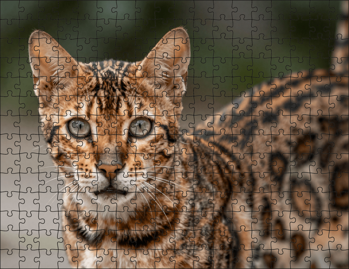 Fotopuzzel Bengaalse kat | Portretfoto | Liggend - Stukjes Geluk