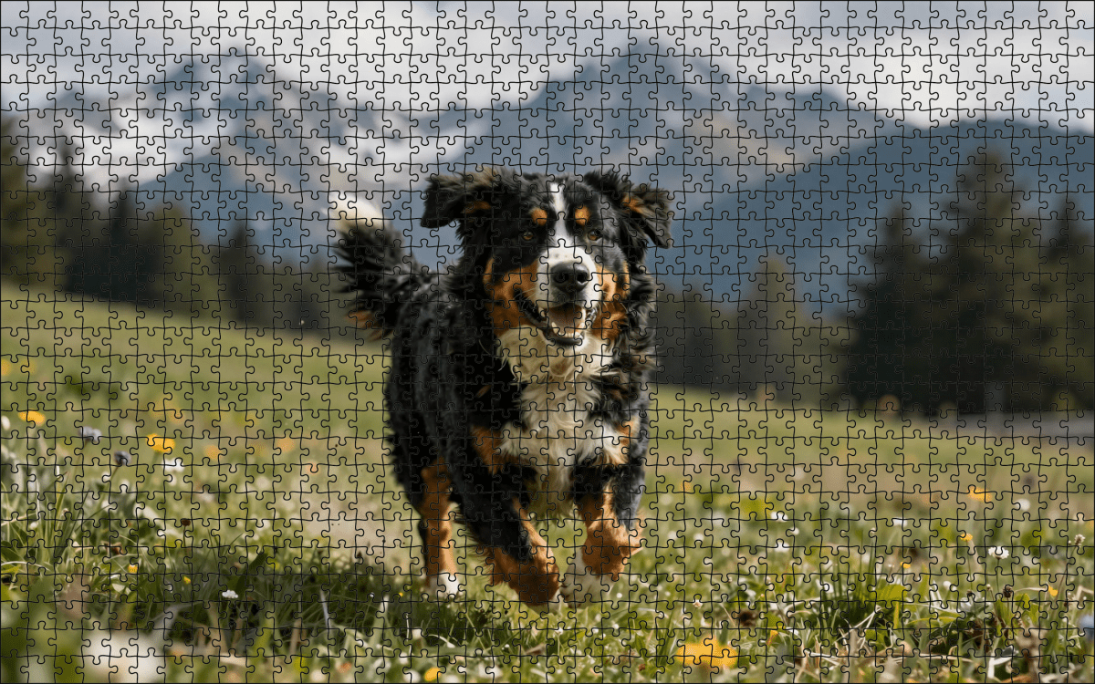 Fotopuzzel Berner Sennen in de bergen | Liggend - Stukjes Geluk