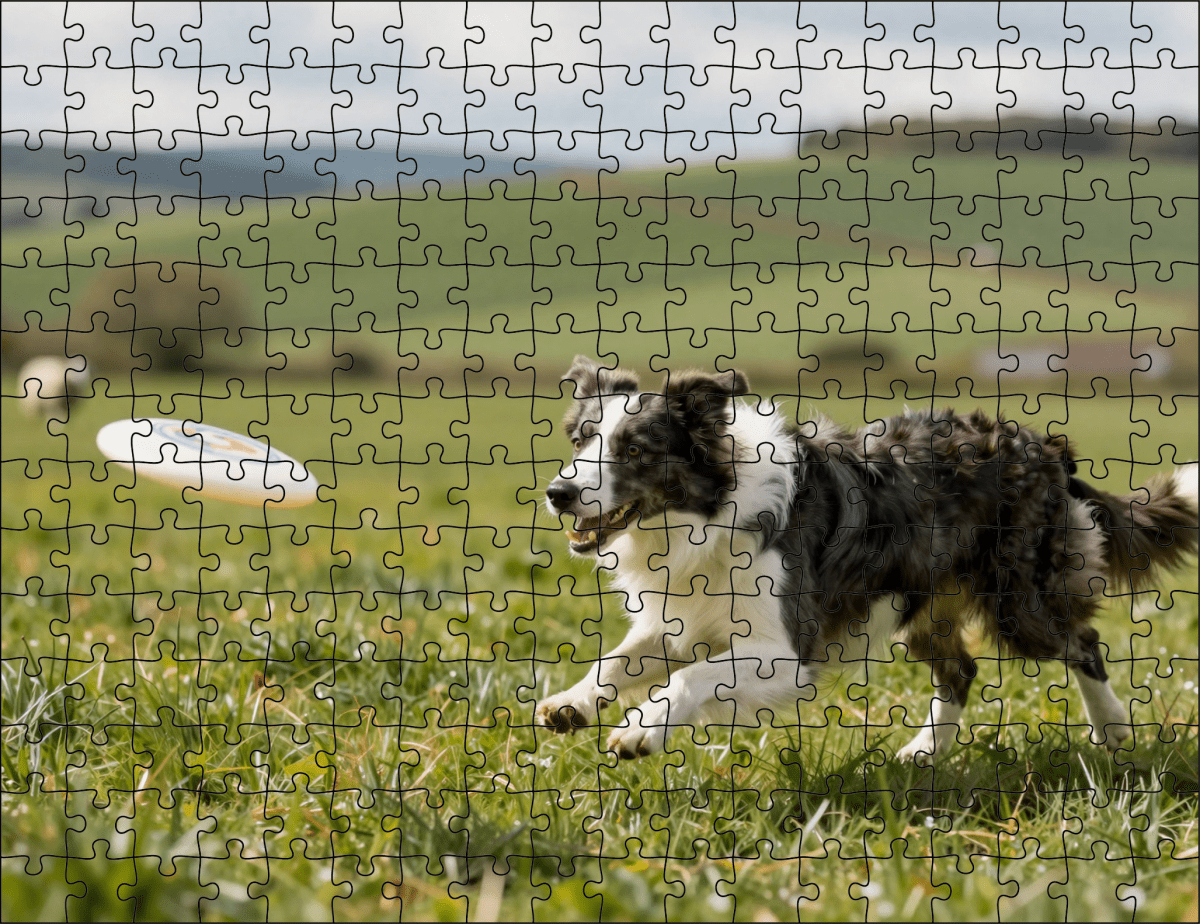 Fotopuzzel Border Collie met frisbee | Liggend - Stukjes Geluk