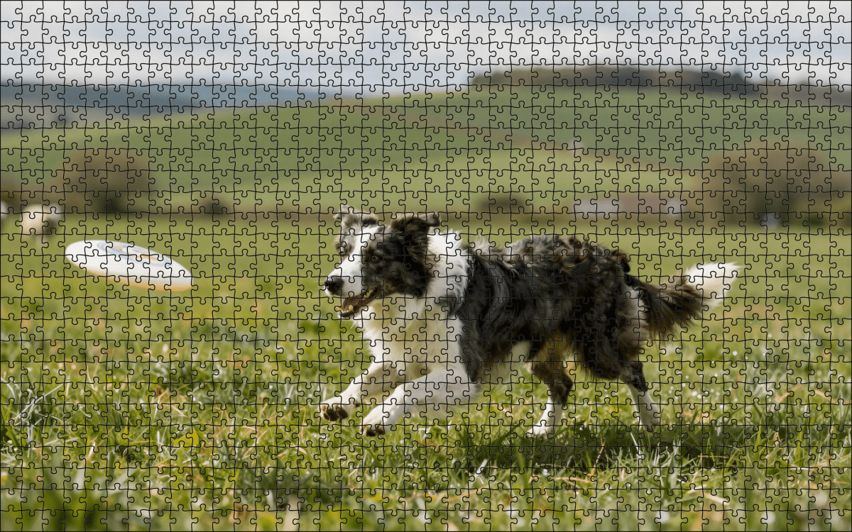 Fotopuzzel Border Collie met frisbee | Liggend - Stukjes Geluk