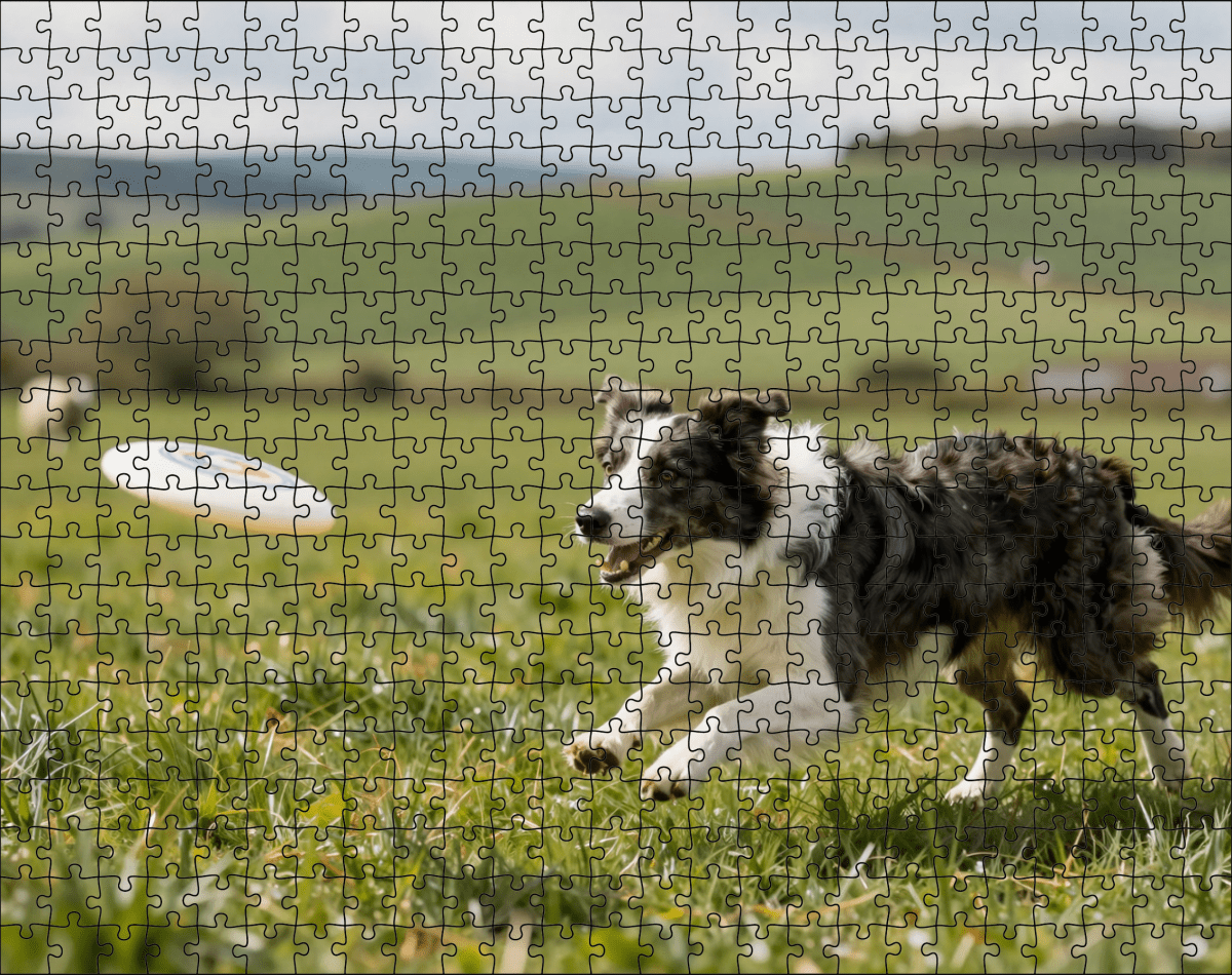 Fotopuzzel Border Collie met frisbee | Liggend - Stukjes Geluk