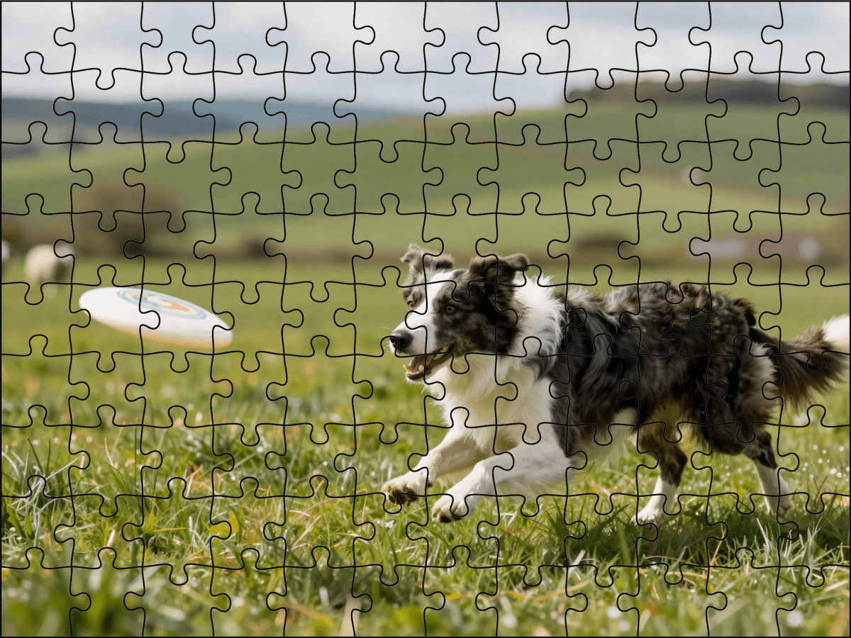 Fotopuzzel Border Collie met frisbee | Liggend - Stukjes Geluk
