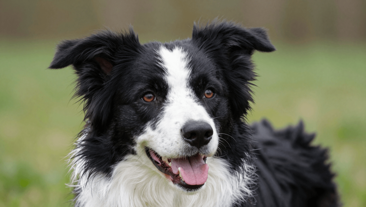 Fotopuzzel Border Collie | Portretfoto | Liggend - Stukjes Geluk