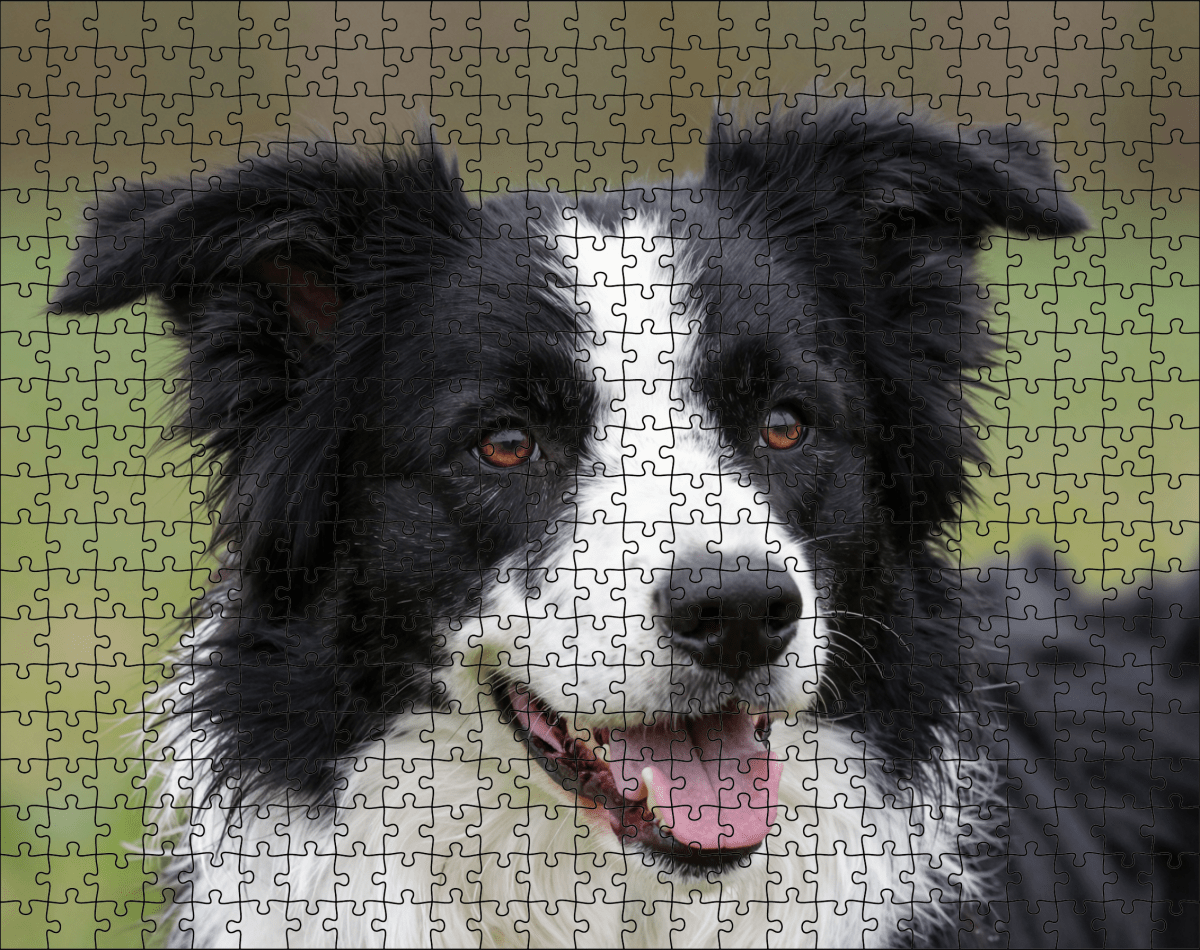 Fotopuzzel Border Collie | Portretfoto | Liggend - Stukjes Geluk