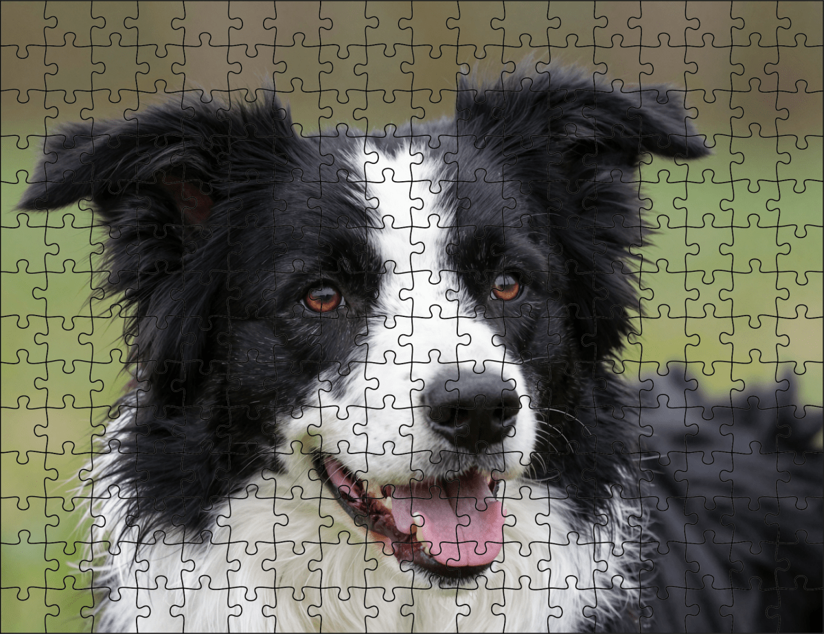 Fotopuzzel Border Collie | Portretfoto | Liggend - Stukjes Geluk