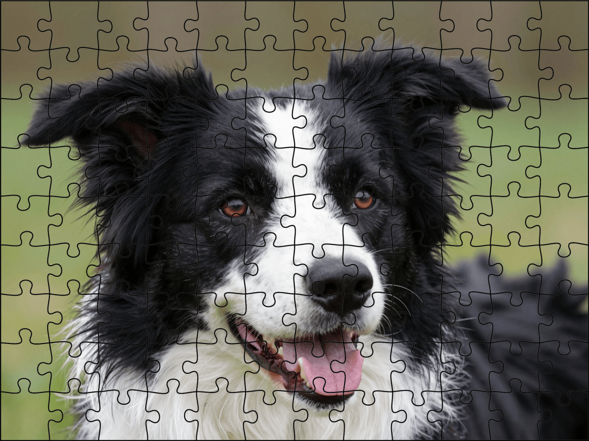 Fotopuzzel Border Collie | Portretfoto | Liggend - Stukjes Geluk