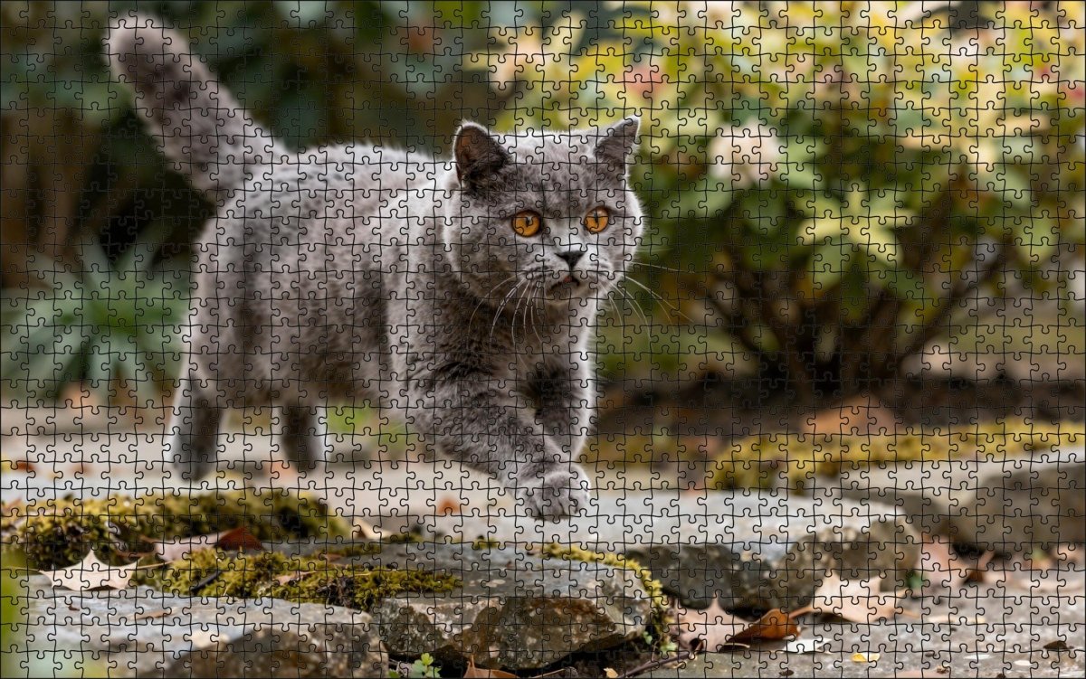 Fotopuzzel Britse Korthaar in de tuin | Liggend - Stukjes Geluk