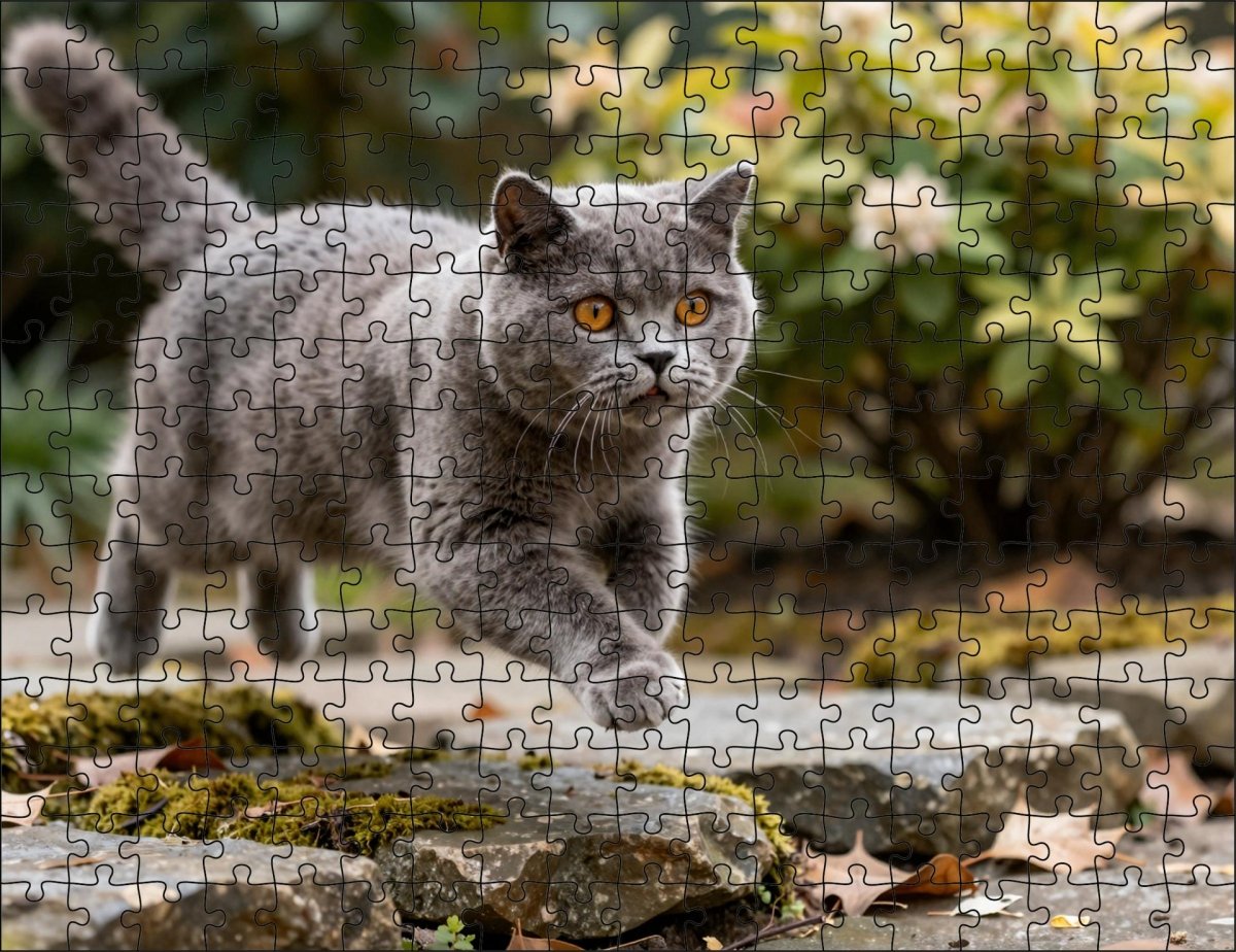 Fotopuzzel Britse Korthaar in de tuin | Liggend - Stukjes Geluk