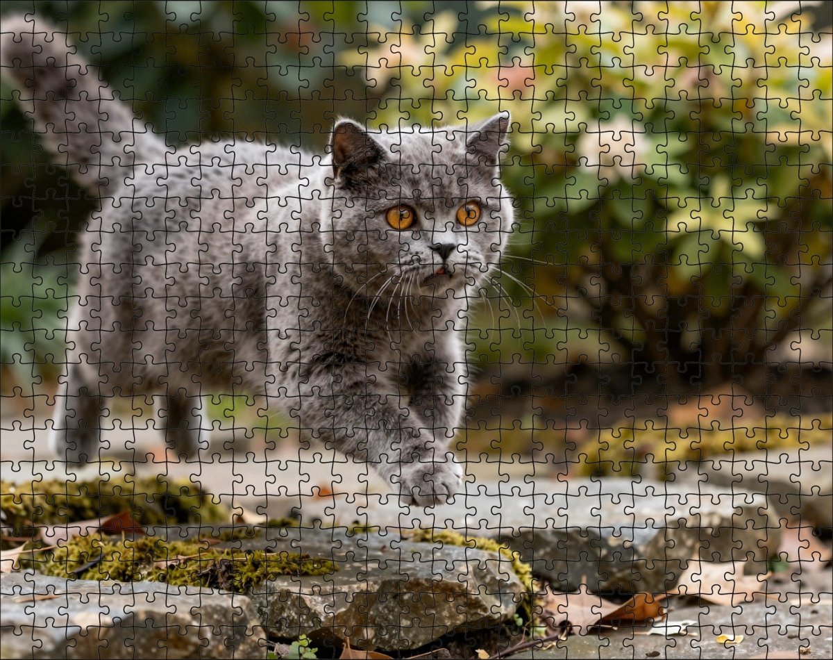 Fotopuzzel Britse Korthaar in de tuin | Liggend - Stukjes Geluk