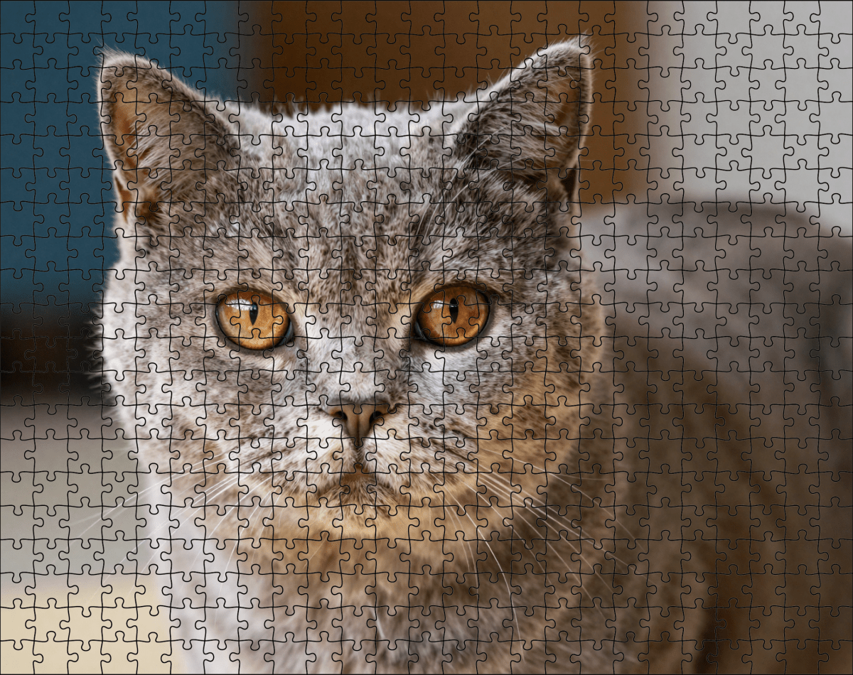 Fotopuzzel Britse Korthaar | Portretfoto | Liggend - Stukjes Geluk