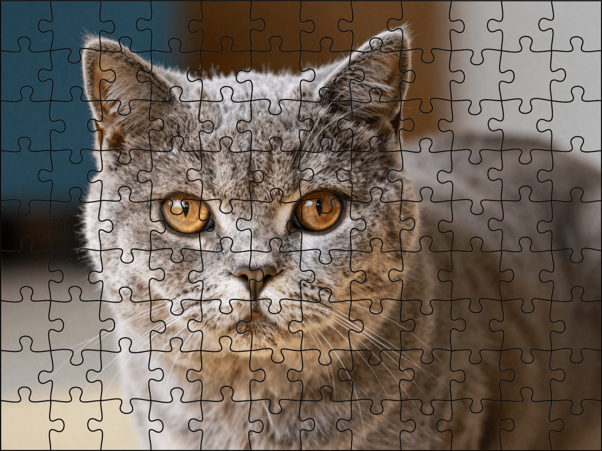 Fotopuzzel Britse Korthaar | Portretfoto | Liggend - Stukjes Geluk