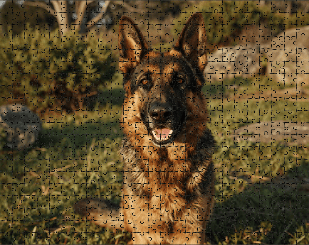 Fotopuzzel Bruin/zwarte Duitse herder | Portretfoto | Liggend - Stukjes Geluk