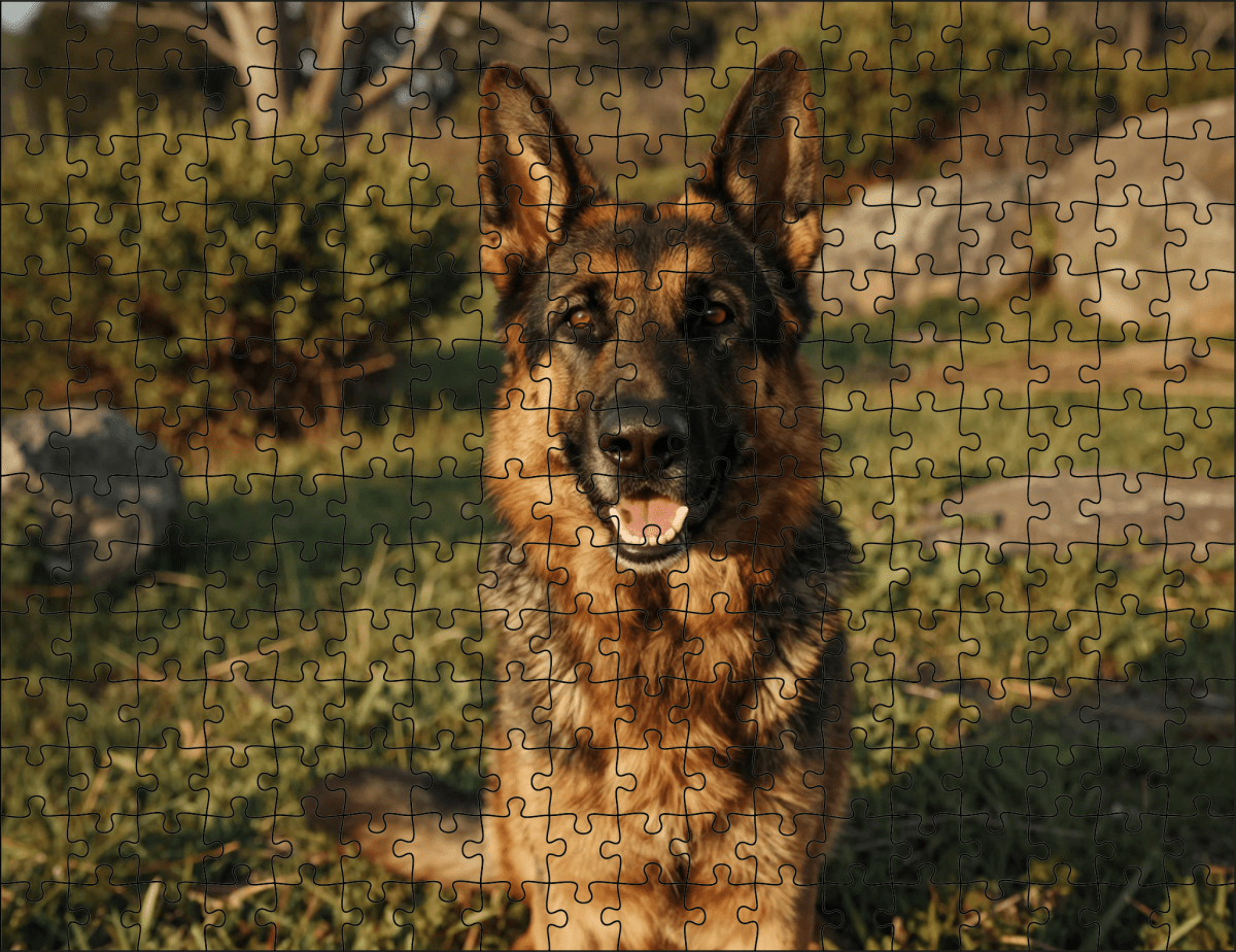 Fotopuzzel Bruin/zwarte Duitse herder | Portretfoto | Liggend - Stukjes Geluk