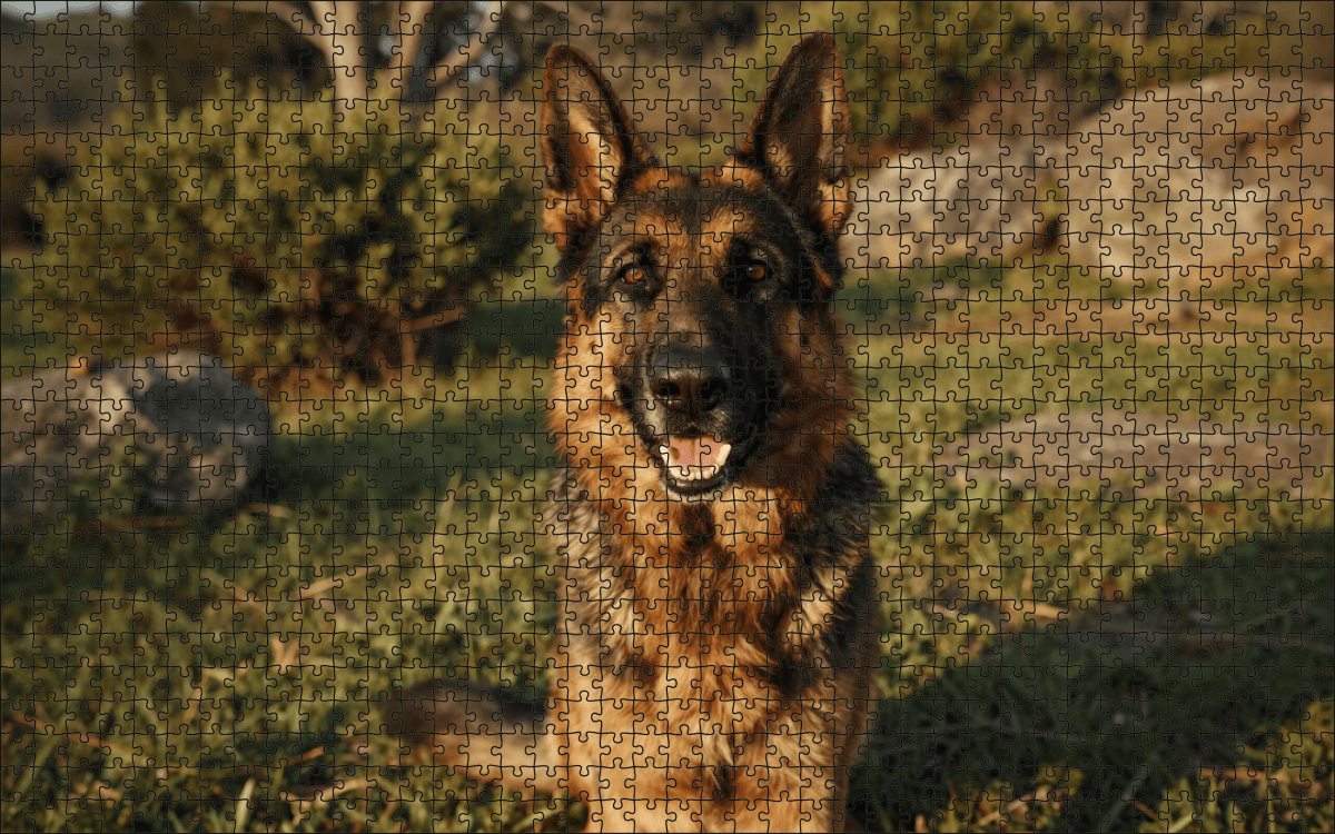 Fotopuzzel Bruin/zwarte Duitse herder | Portretfoto | Liggend - Stukjes Geluk