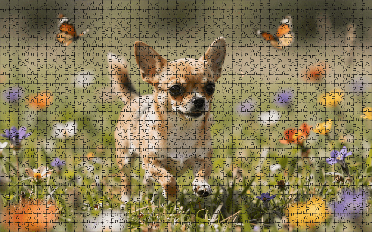 Fotopuzzel Chihuahua in de weide | Liggend - Stukjes Geluk