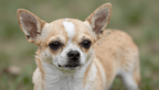 Fotopuzzel Chihuahua | Portretfoto | Liggend - Stukjes Geluk