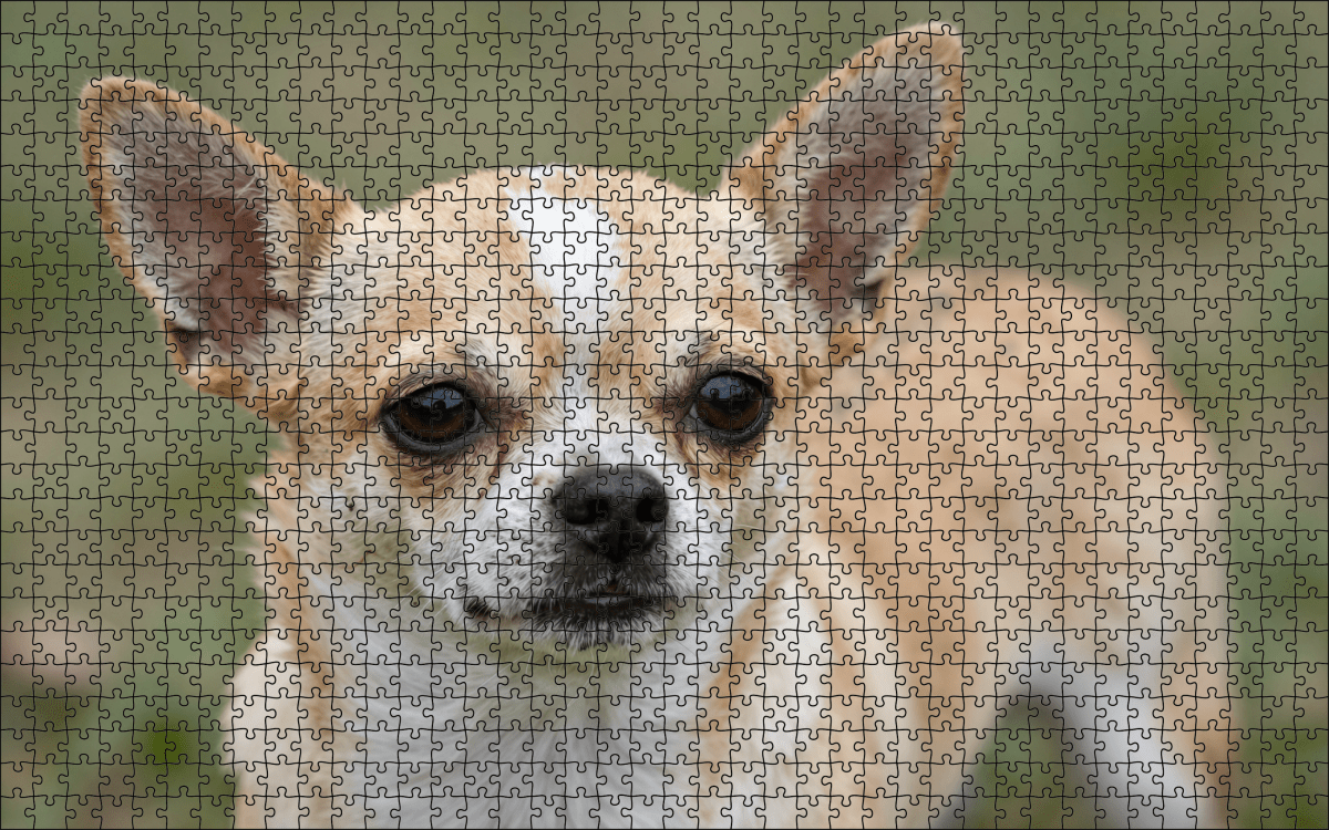 Fotopuzzel Chihuahua | Portretfoto | Liggend - Stukjes Geluk