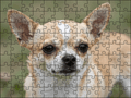 Fotopuzzel Chihuahua | Portretfoto | Liggend - Stukjes Geluk