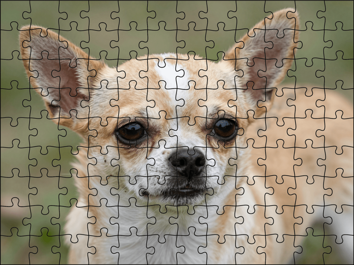 Fotopuzzel Chihuahua | Portretfoto | Liggend - Stukjes Geluk