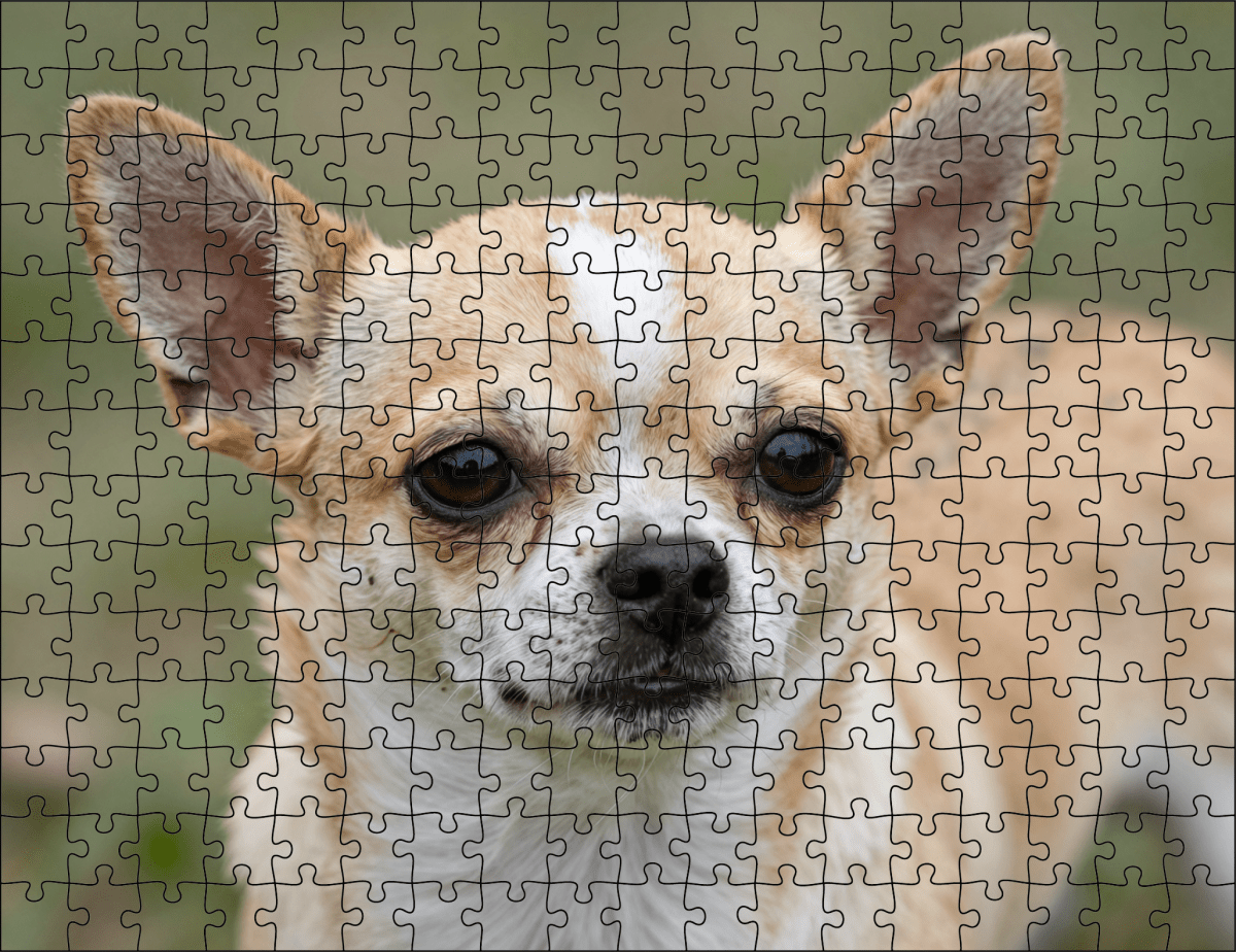 Fotopuzzel Chihuahua | Portretfoto | Liggend - Stukjes Geluk