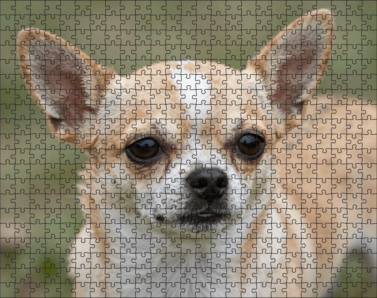 Fotopuzzel Chihuahua | Portretfoto | Liggend - Stukjes Geluk