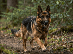 Fotopuzzel Duitse herder in het bos | Liggend - Stukjes Geluk