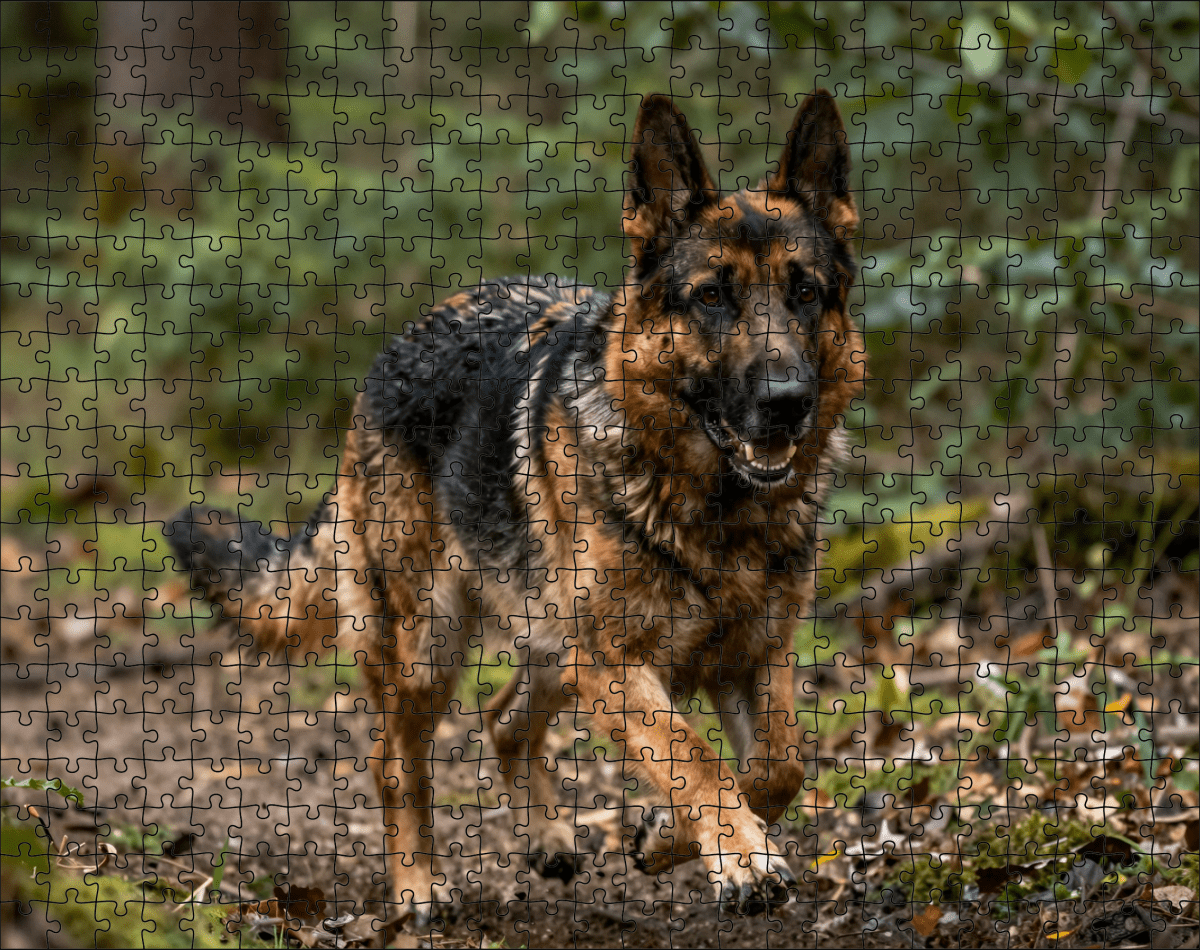 Fotopuzzel Duitse herder in het bos | Liggend - Stukjes Geluk