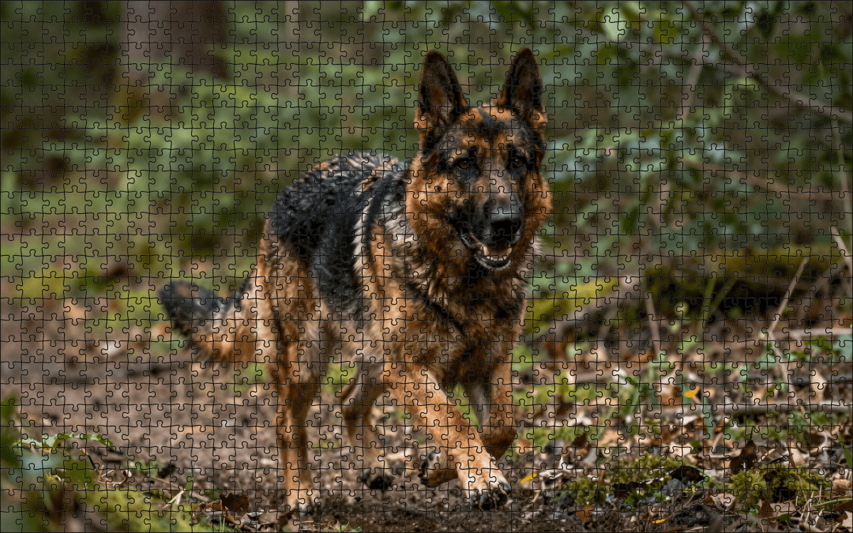 Fotopuzzel Duitse herder in het bos | Liggend - Stukjes Geluk