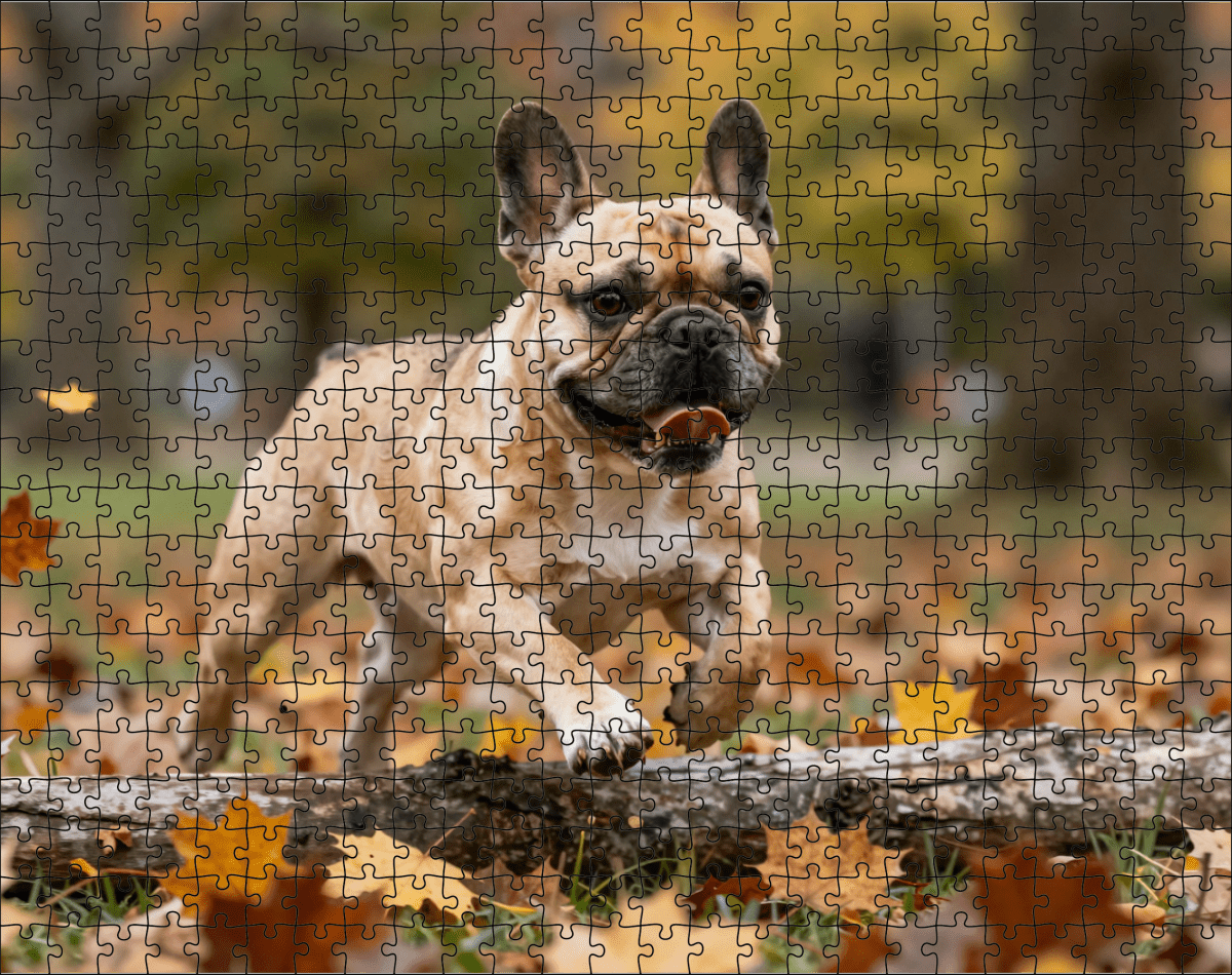 Fotopuzzel Franse Bulldog in het park | Liggend - Stukjes Geluk