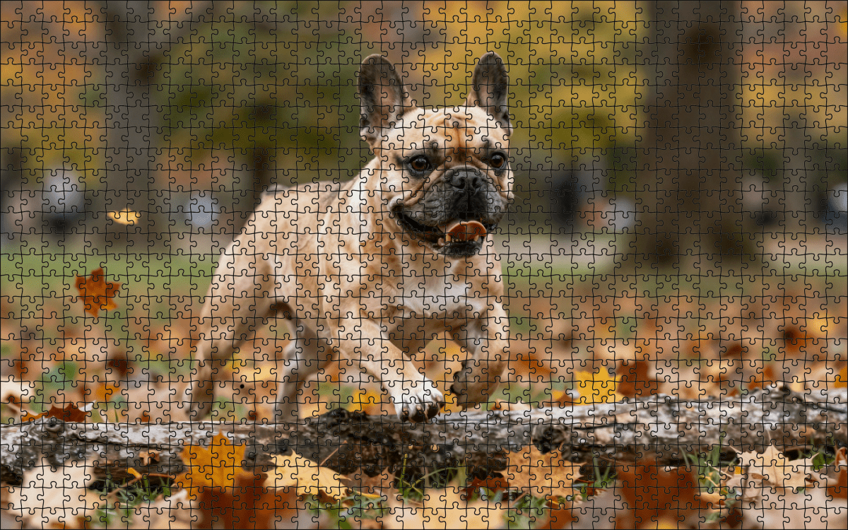 Fotopuzzel Franse Bulldog in het park | Liggend - Stukjes Geluk
