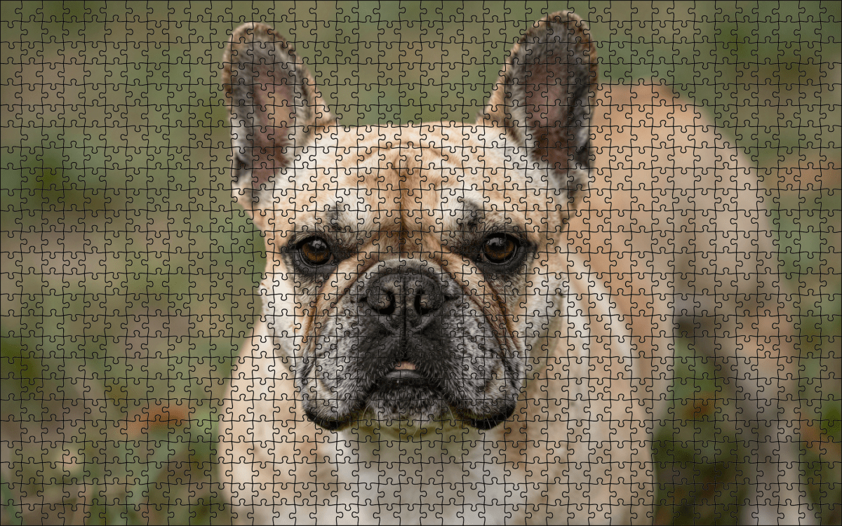 Fotopuzzel Franse Bulldog | Portretfoto | Liggend - Stukjes Geluk