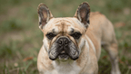 Fotopuzzel Franse Bulldog | Portretfoto | Liggend - Stukjes Geluk