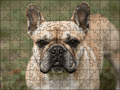 Fotopuzzel Franse Bulldog | Portretfoto | Liggend - Stukjes Geluk