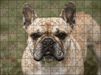 Fotopuzzel Franse Bulldog | Portretfoto | Liggend - Stukjes Geluk