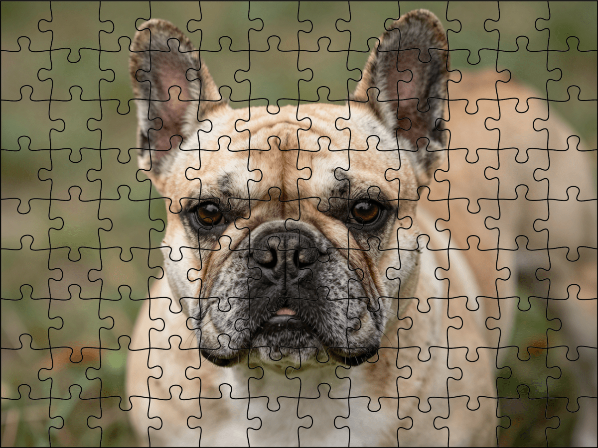 Fotopuzzel Franse Bulldog | Portretfoto | Liggend - Stukjes Geluk