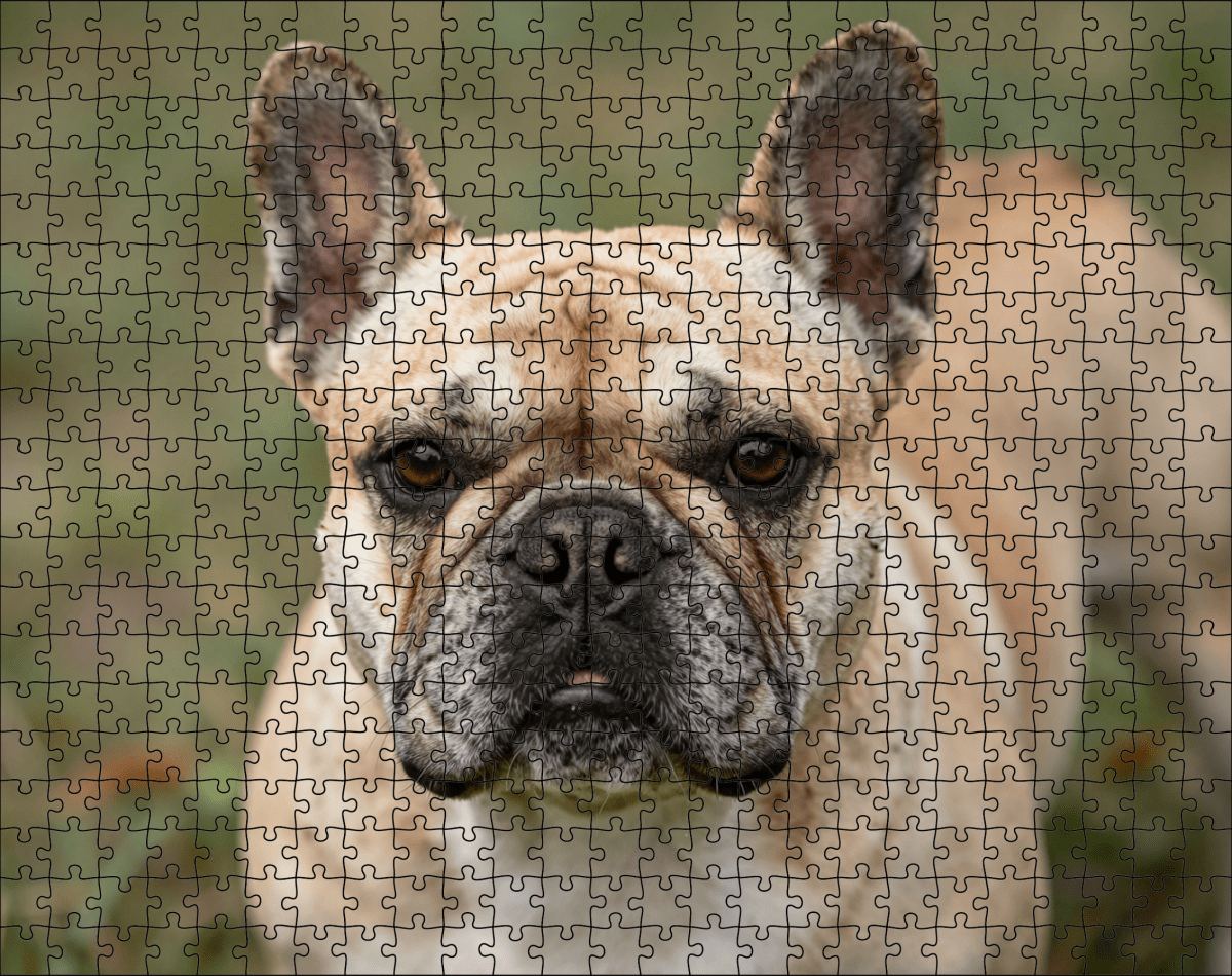 Fotopuzzel Franse Bulldog | Portretfoto | Liggend - Stukjes Geluk