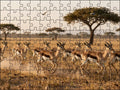 Fotopuzzel Gazelle 'Herd Stampede' | Liggend - Stukjes Geluk