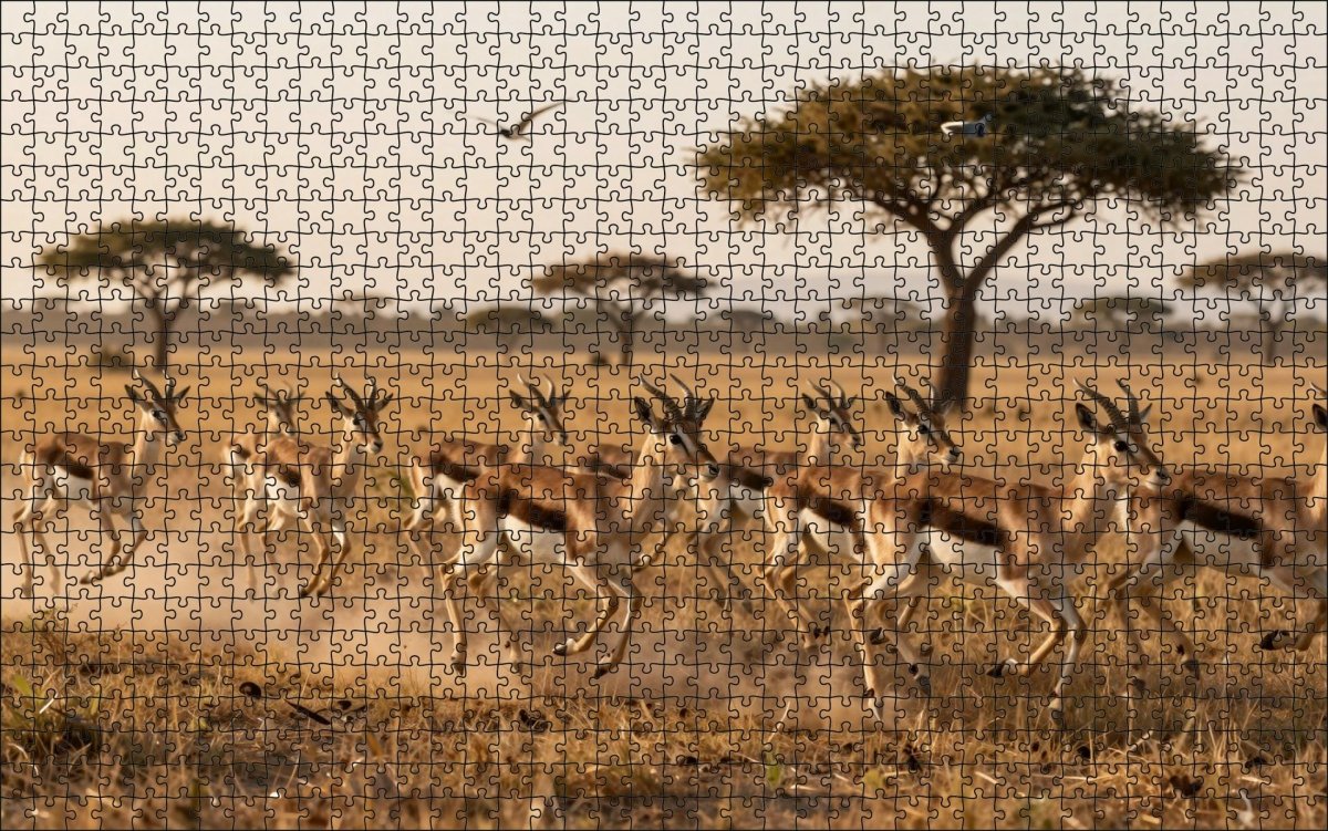 Fotopuzzel Gazelle 'Herd Stampede' | Liggend - Stukjes Geluk