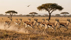 Fotopuzzel Gazelle 'Herd Stampede' | Liggend - Stukjes Geluk