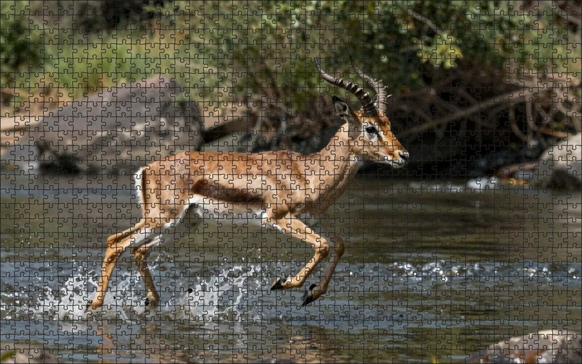 Fotopuzzel Gazelle 'River Escape' | Liggend - Stukjes Geluk
