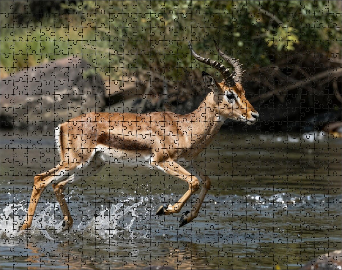 Fotopuzzel Gazelle 'River Escape' | Liggend - Stukjes Geluk
