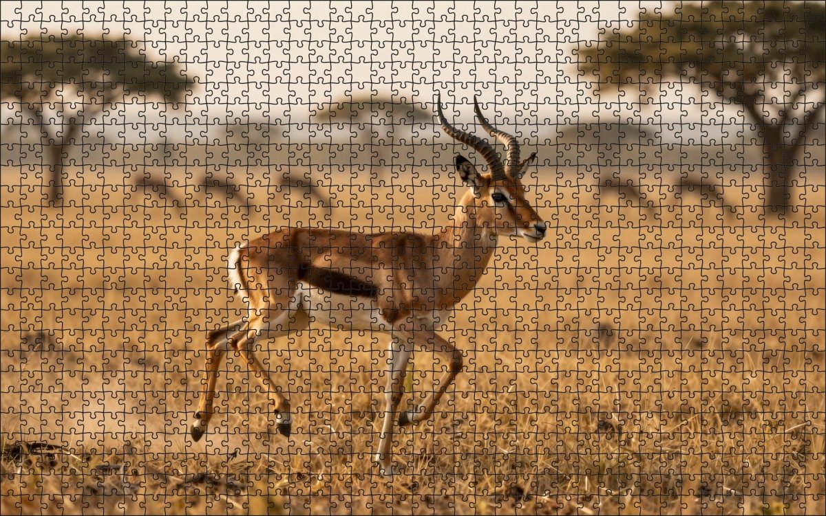 Fotopuzzel Gazelle 'Sunrise Sprint' | Liggend - Stukjes Geluk