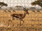 Fotopuzzel Gazelle 'Sunrise Sprint' | Liggend - Stukjes Geluk